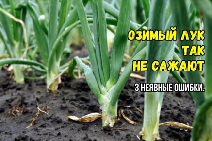 Успех или провал? Как избежать распространенных ошибок при посадке озимого лука